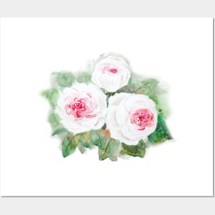 3 white and pink watercolor roses Posters and Art